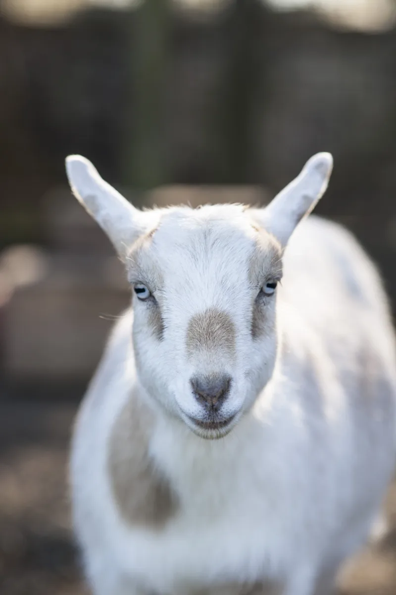 Mt Hope Farm photo 11