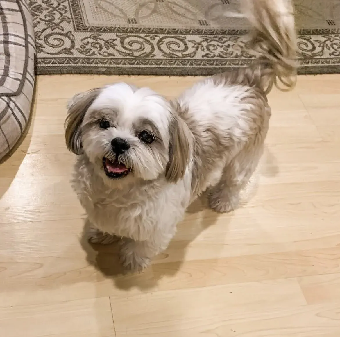 Kali's Cottage Pet Boarding photo 6