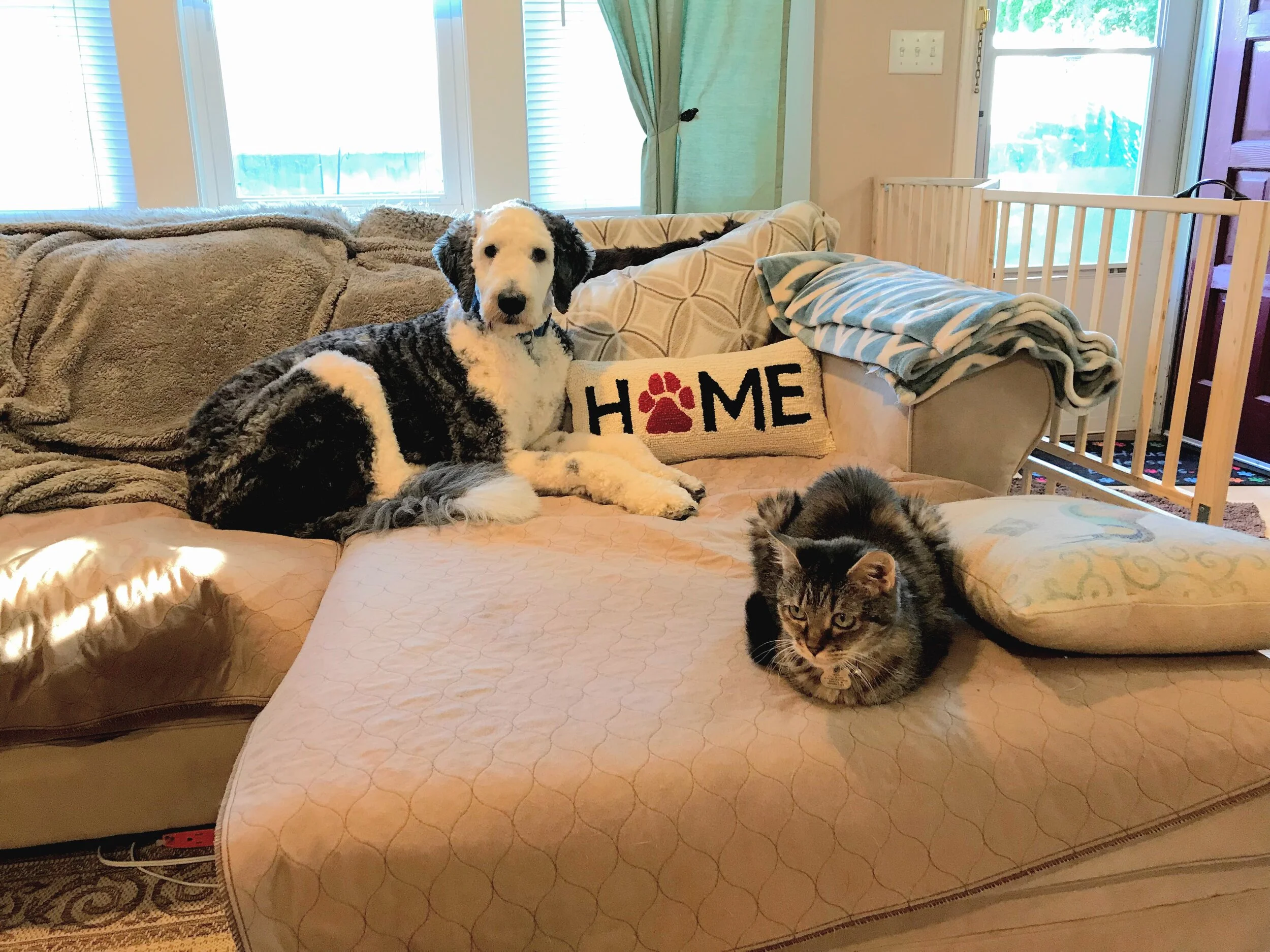 Kali's Cottage Pet Boarding photo 2