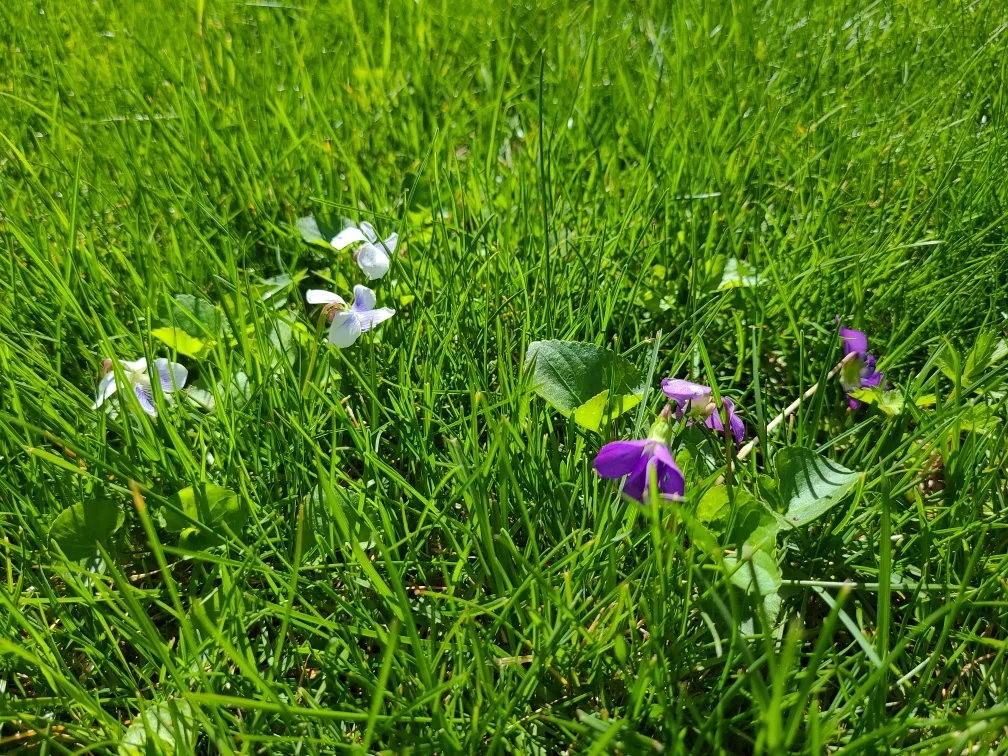 New England Green Lawn Care photo 2
