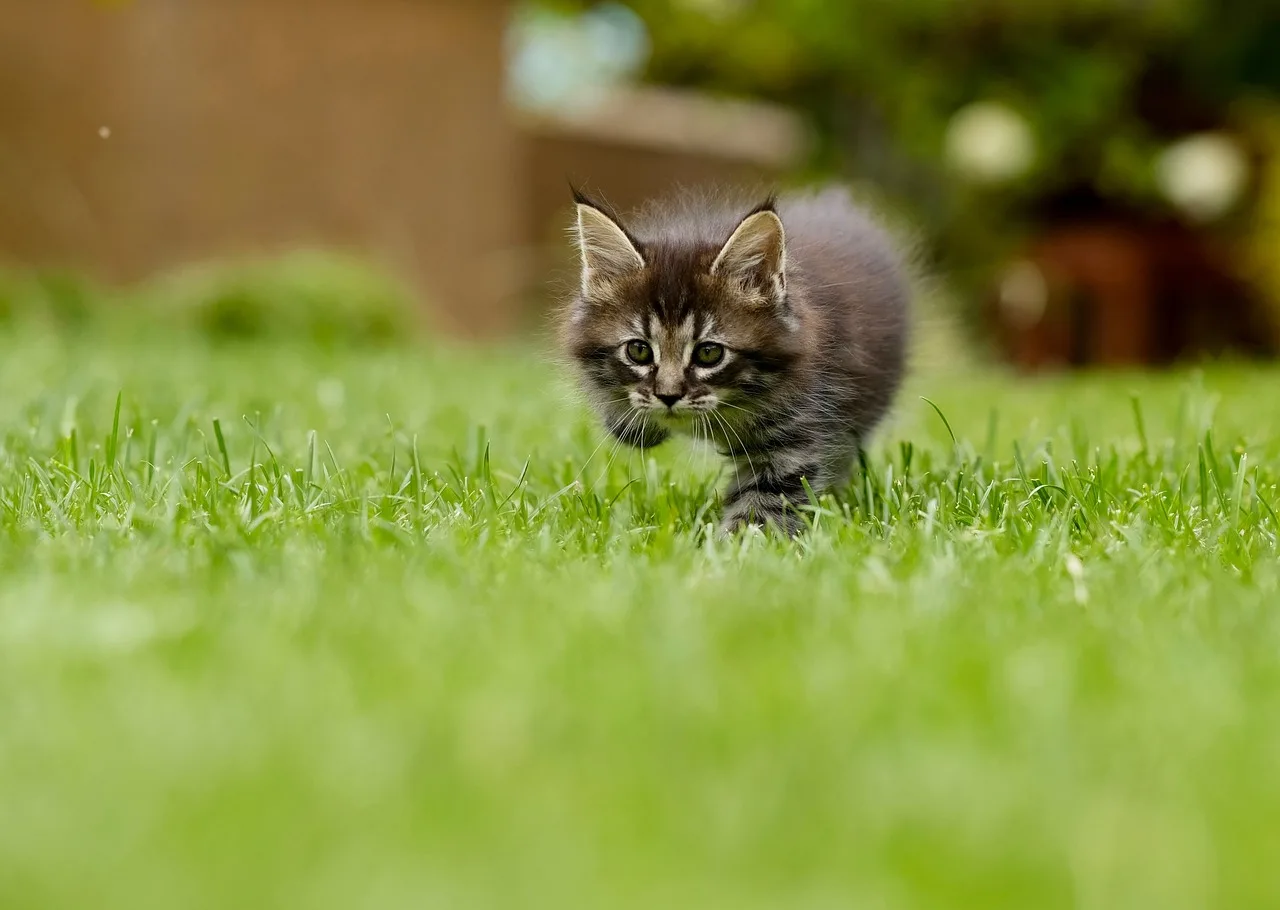 New England Green Lawn Care photo 4