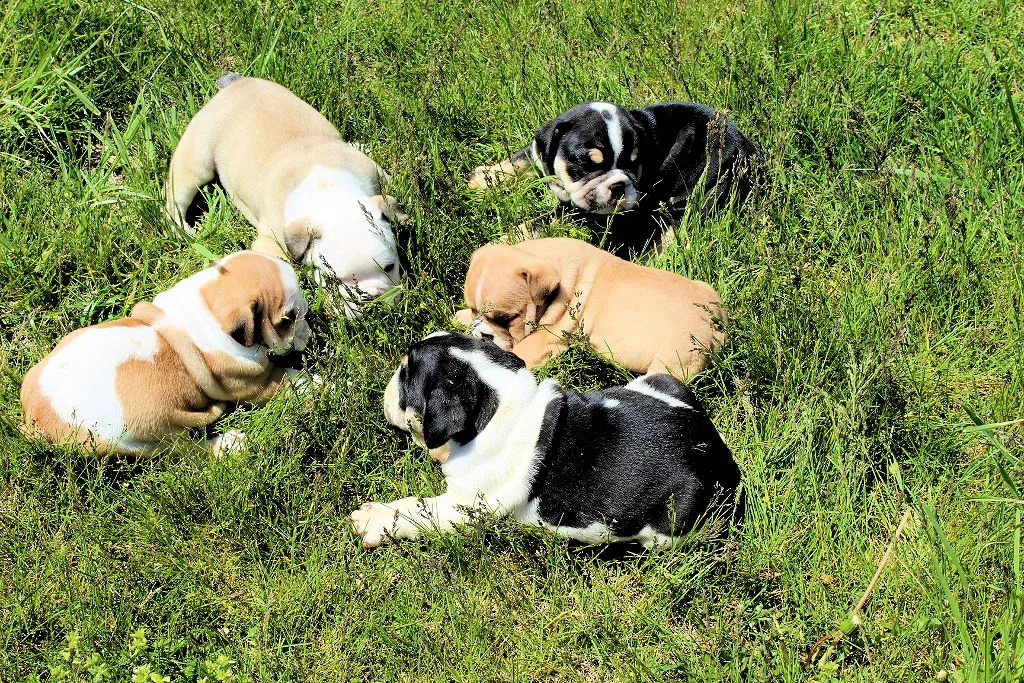 Sugarplum Bulldogs