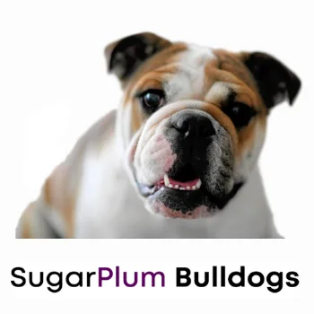 Sugarplum Bulldogs photo 2