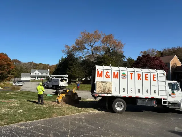 M&M Tree Service photo 10