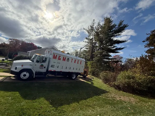 M&M Tree Service photo 5