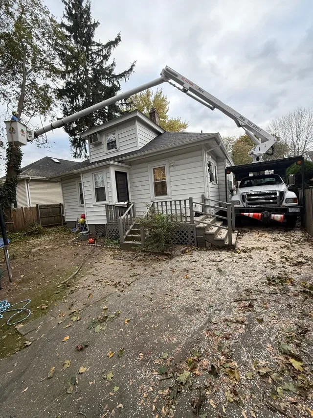 M&M Tree Service photo 8