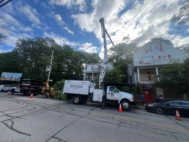 M&M Tree Service photo 11