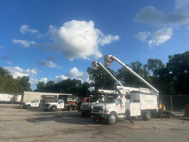 M&M Tree Service photo 4