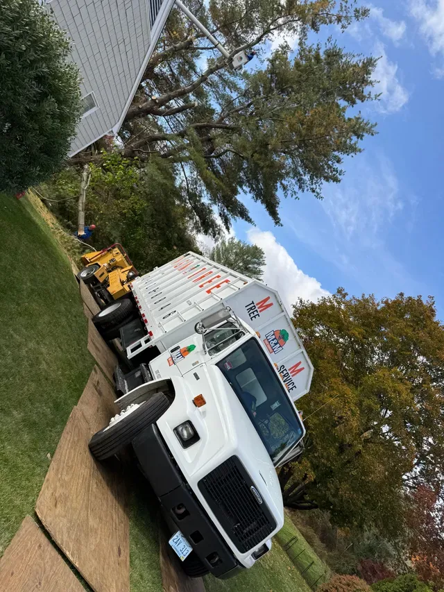 M&M Tree Service photo 7