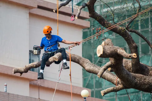 M&M Tree Service photo 2