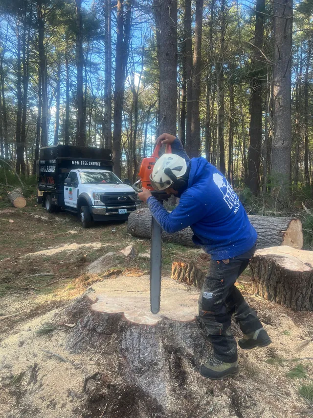 M&M Tree Service photo 3
