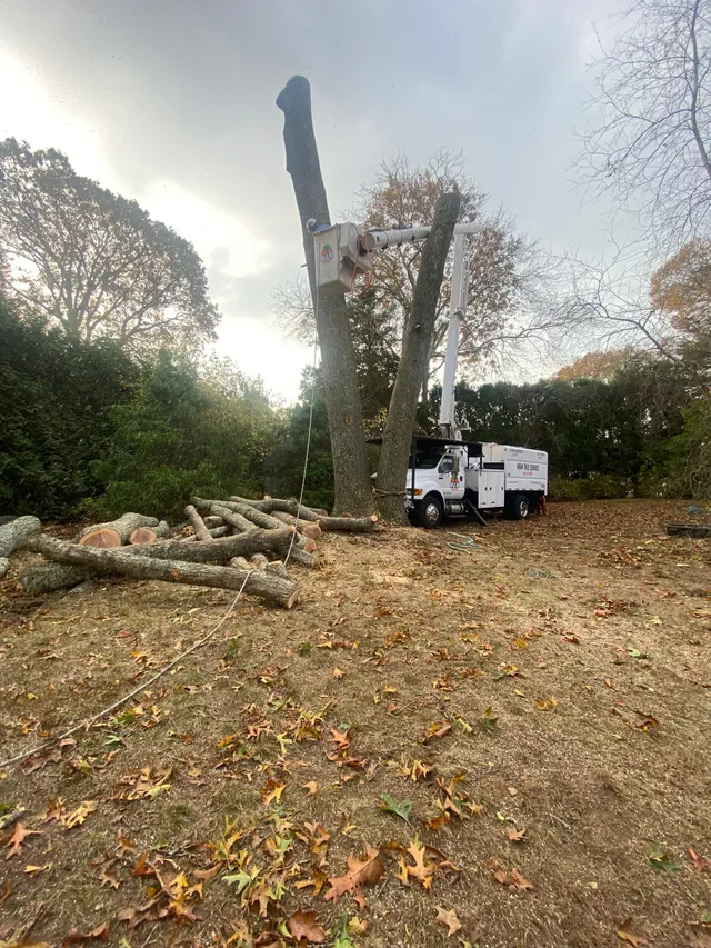 M&M Tree Service