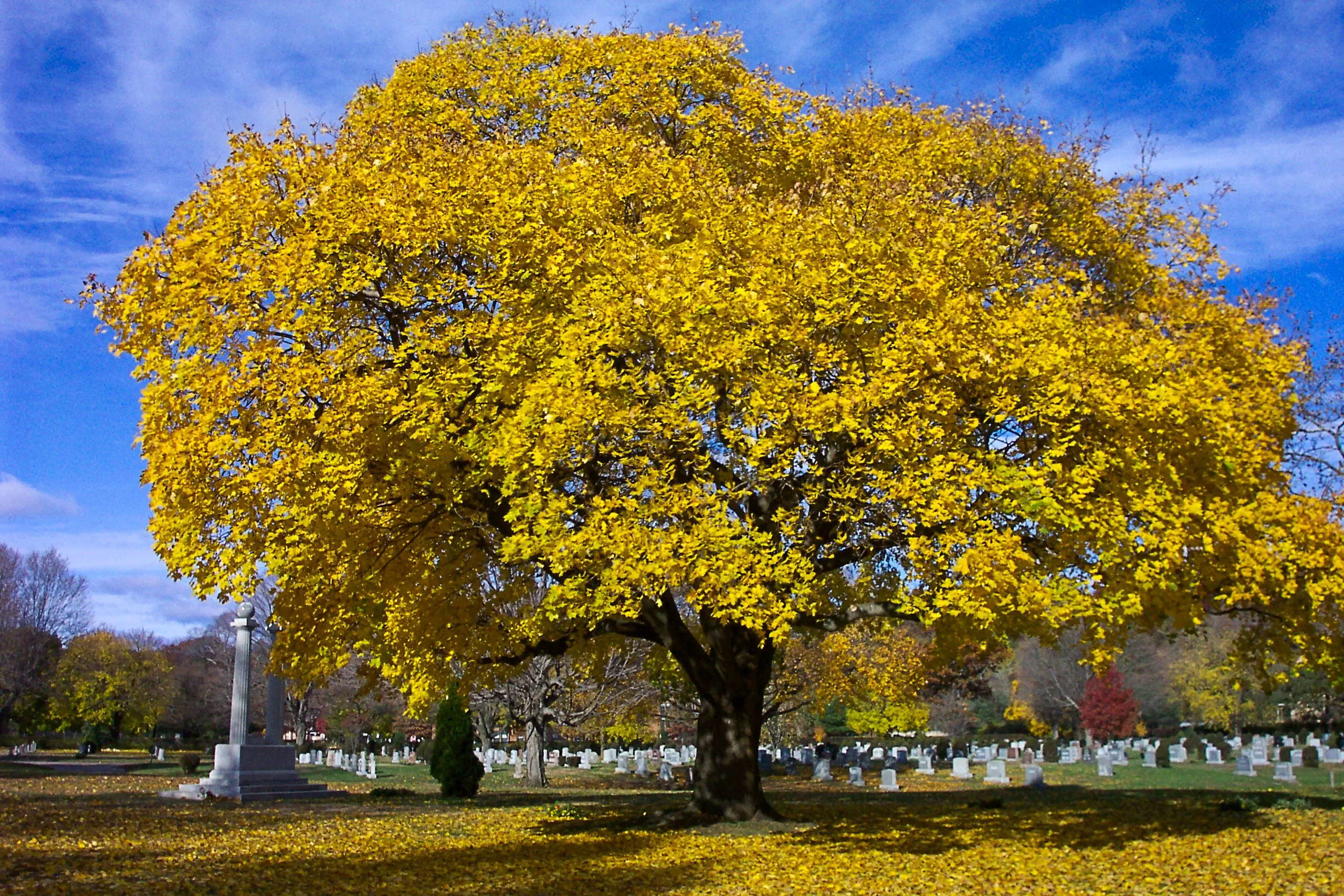 Moshassuck Cemetery photo 2