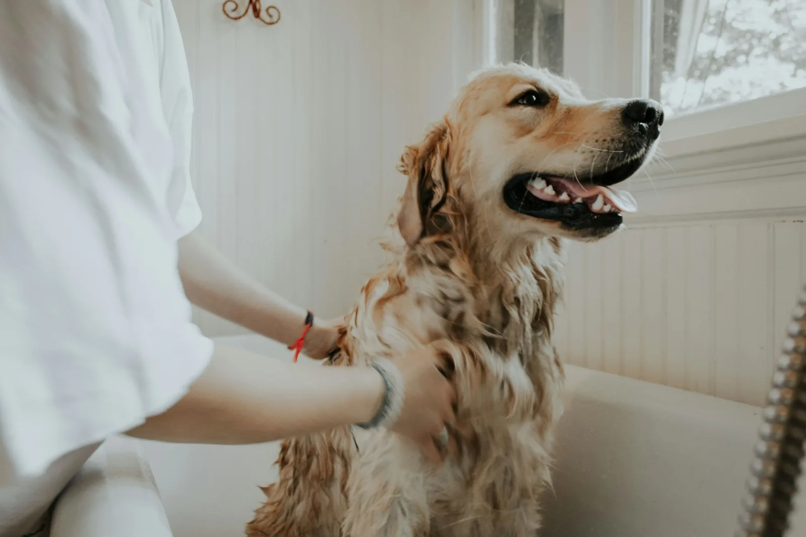 Pets door to door