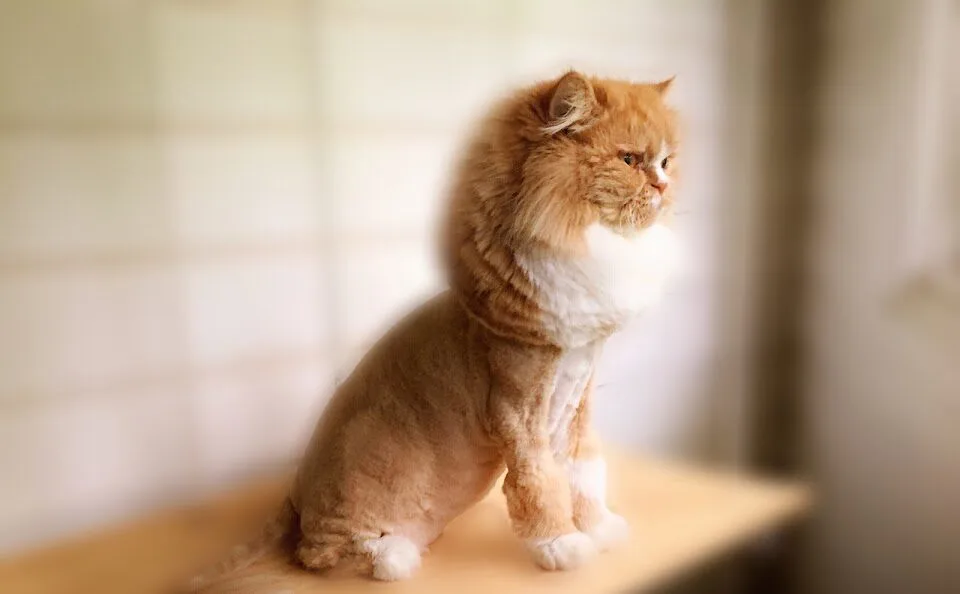 Unleashed Spa Pet Grooming photo 9