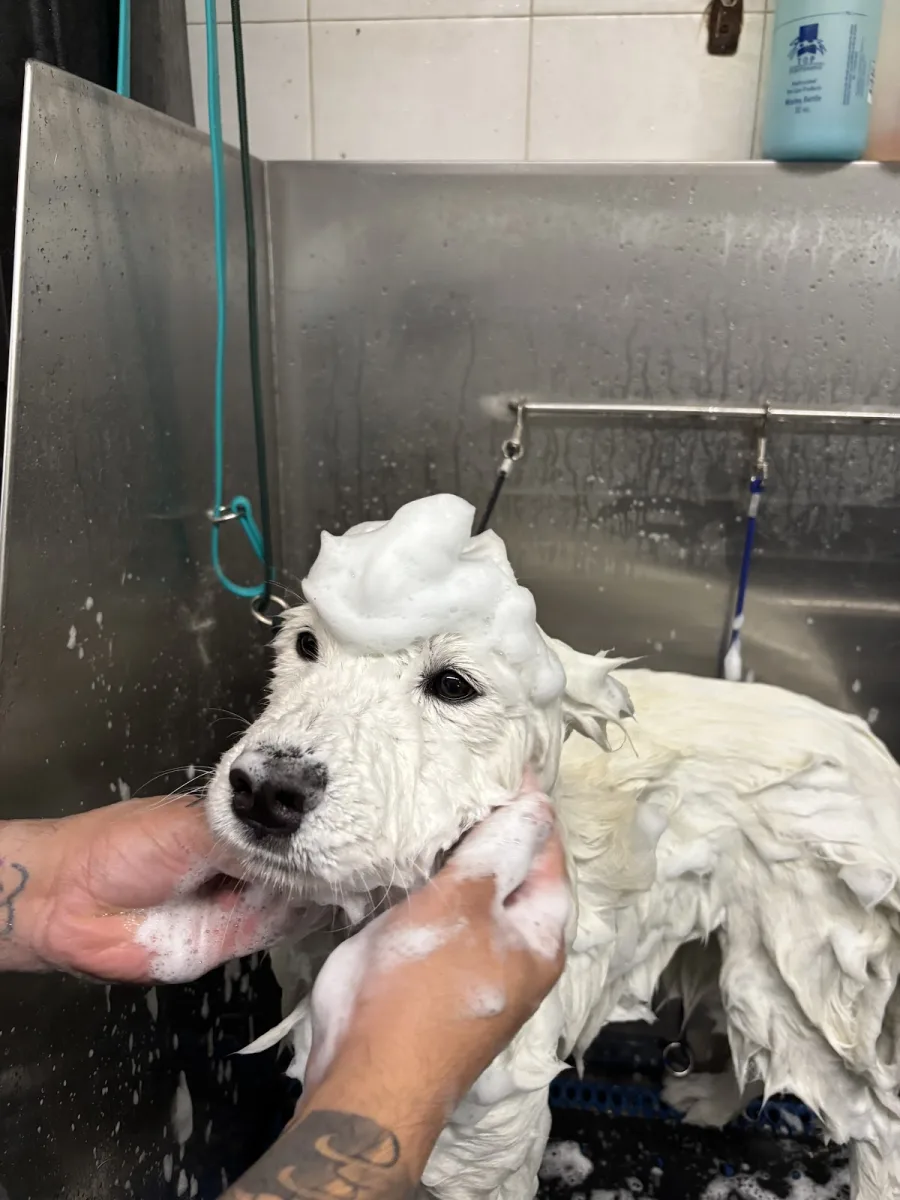 Unleashed Spa Pet Grooming photo 2