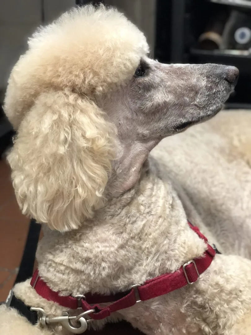 Unleashed Spa Pet Grooming photo 3