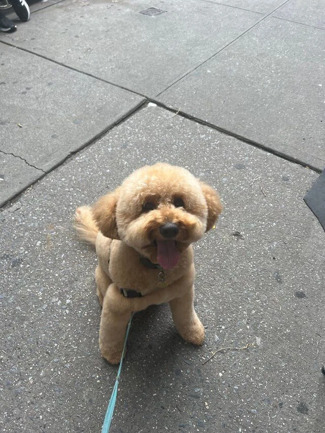 Unleashed Spa Pet Grooming photo 10