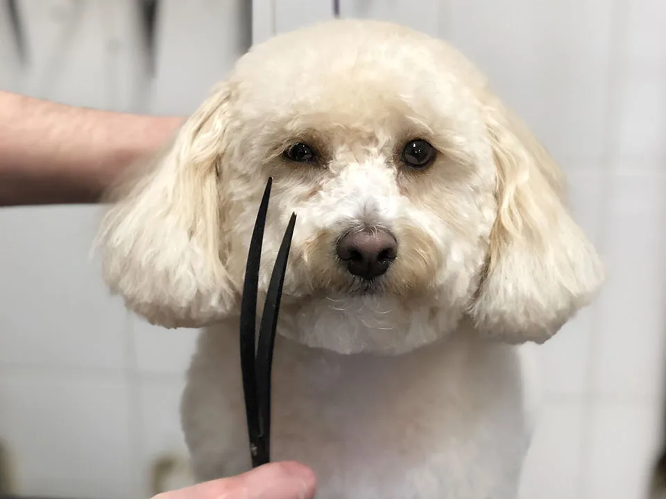Unleashed Spa Pet Grooming photo 8
