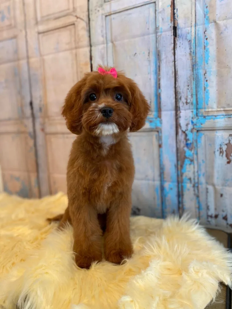 Unleashed Spa Pet Grooming photo 7