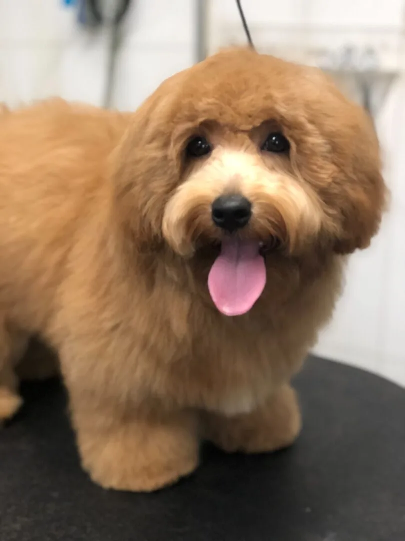 Unleashed Spa Pet Grooming photo 6