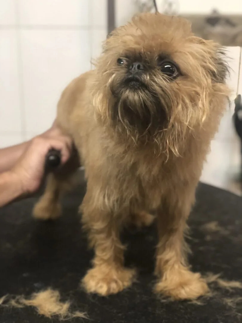 Unleashed Spa Pet Grooming photo 5