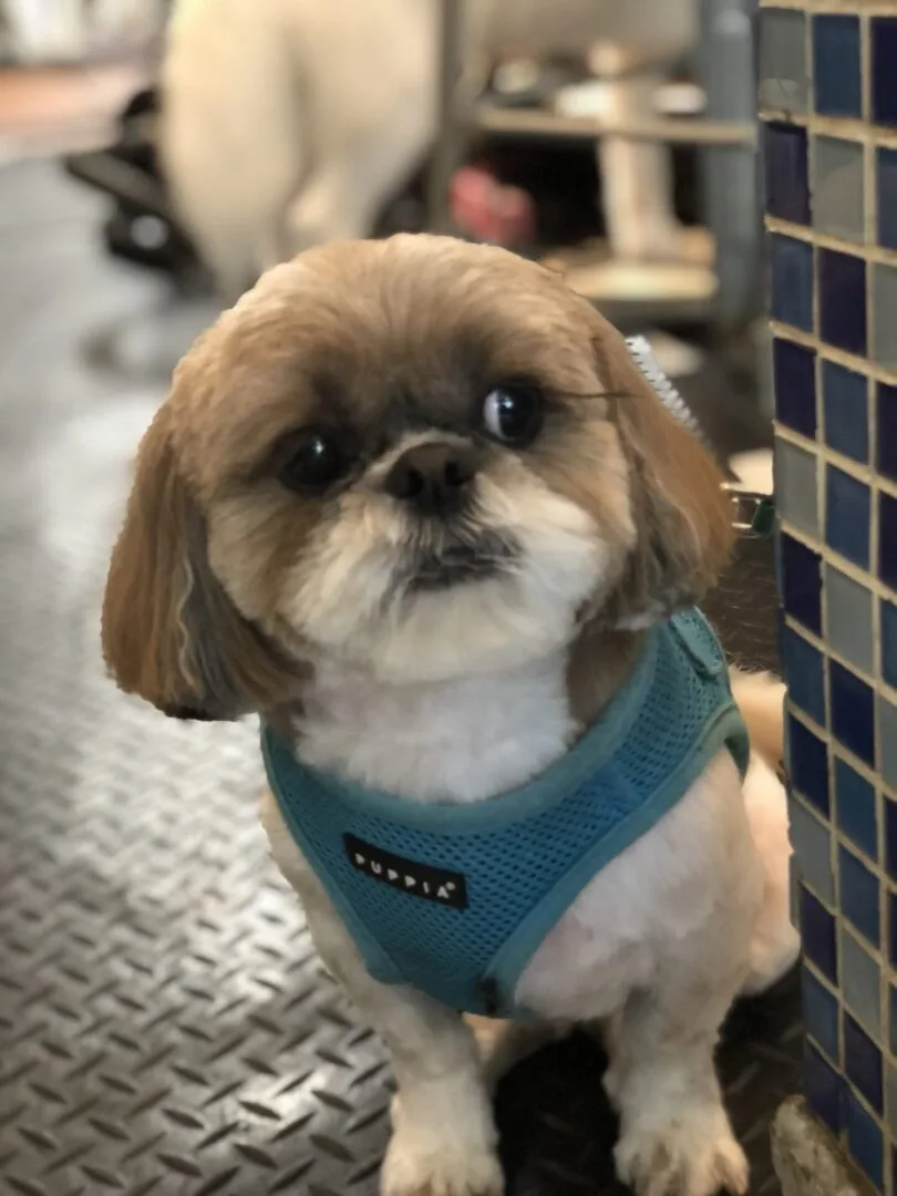 Unleashed Spa Pet Grooming photo 4