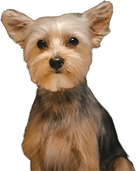 Unleashed Spa Pet Grooming photo 11