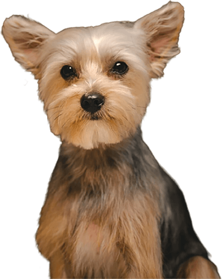 Unleashed Spa Pet Grooming