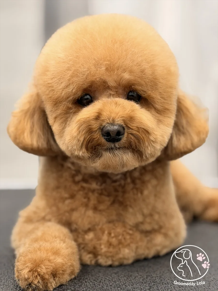 NYC Pet Grooming