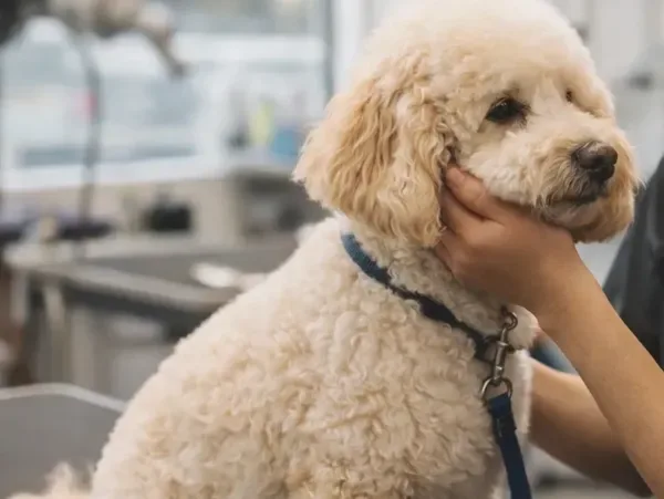 NYC Pet Grooming photo 4