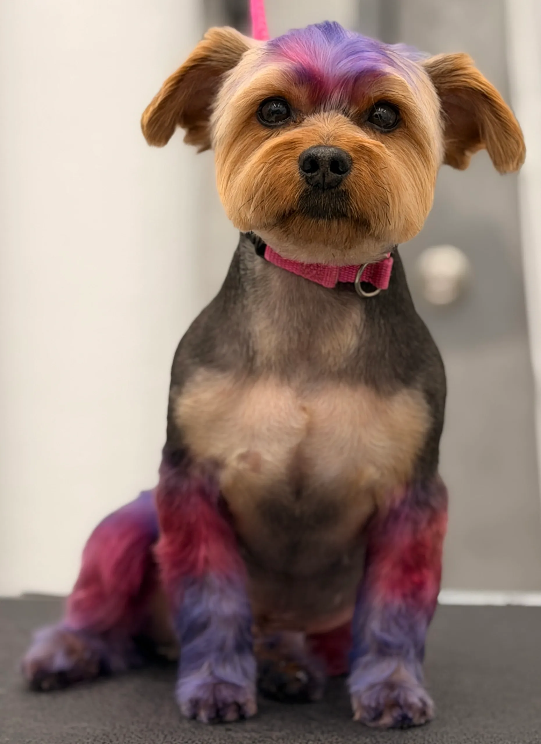 NYC Pet Grooming