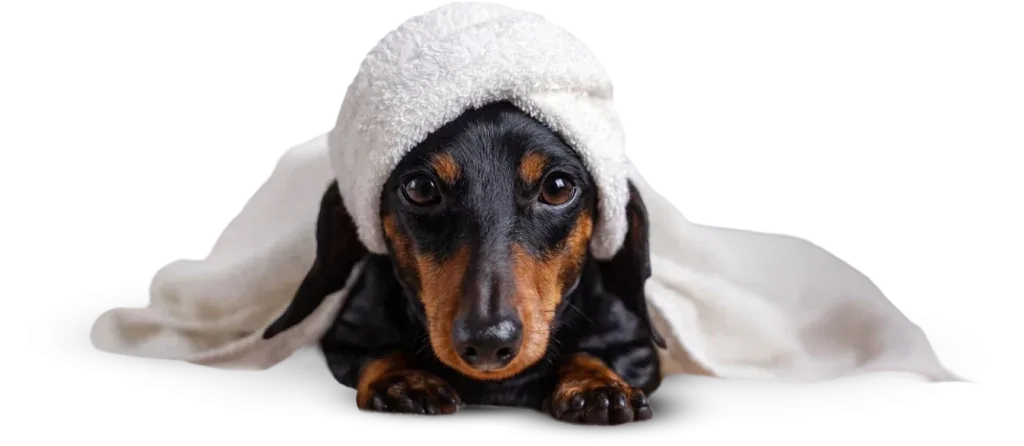 Imperium Grooming Pet Spa photo 9