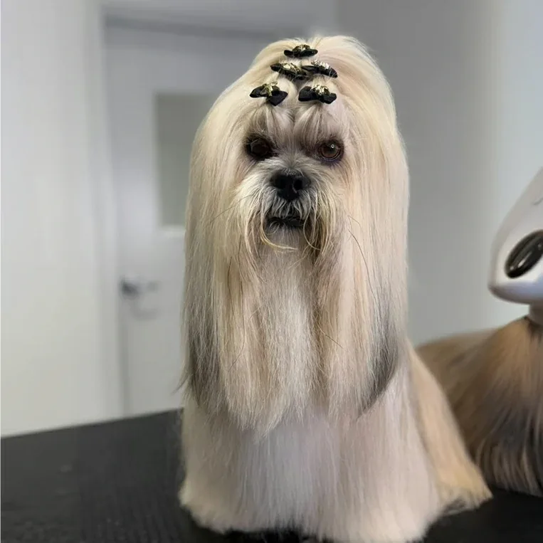 Imperium Grooming Pet Spa photo 4