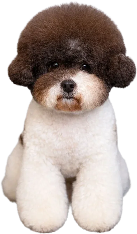 Imperium Grooming Pet Spa photo 11
