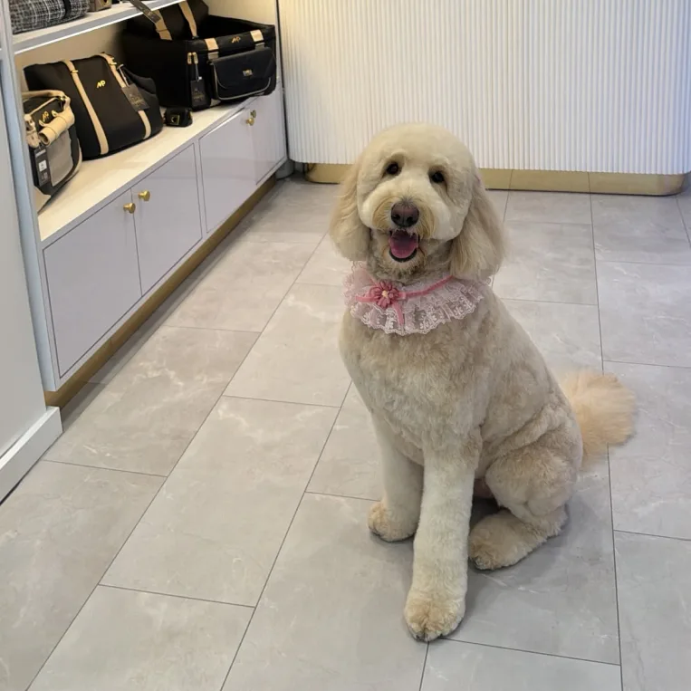 Imperium Grooming Pet Spa photo 3
