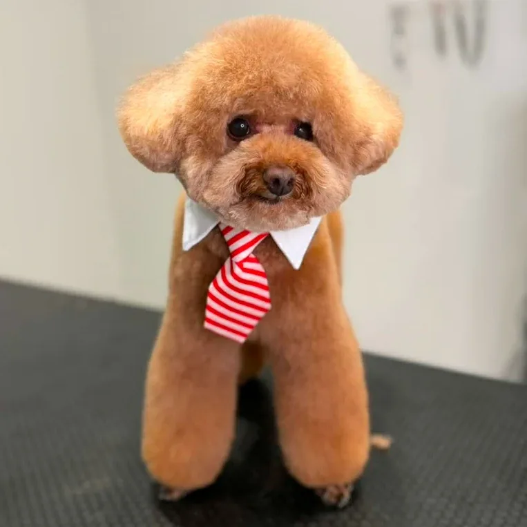 Imperium Grooming Pet Spa photo 5