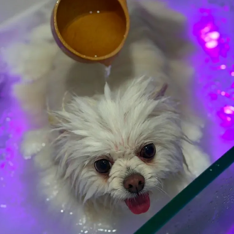 Imperium Grooming Pet Spa photo 6