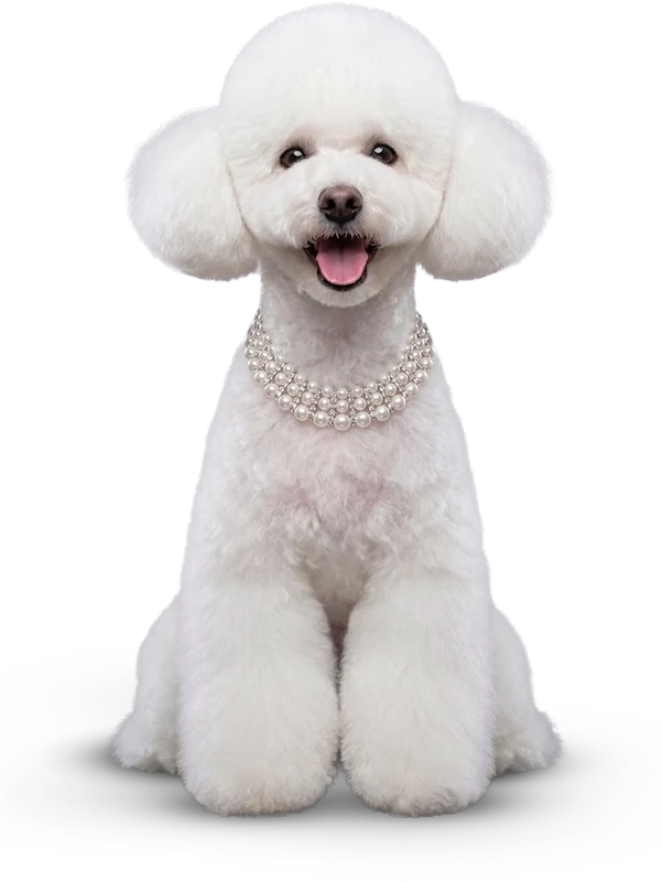 Imperium Grooming Pet Spa photo 8
