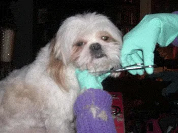 Pet Groom New York City in Home - Dog & Cat Grooming photo 11