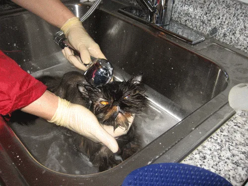 Pet Groom New York City in Home - Dog & Cat Grooming photo 9