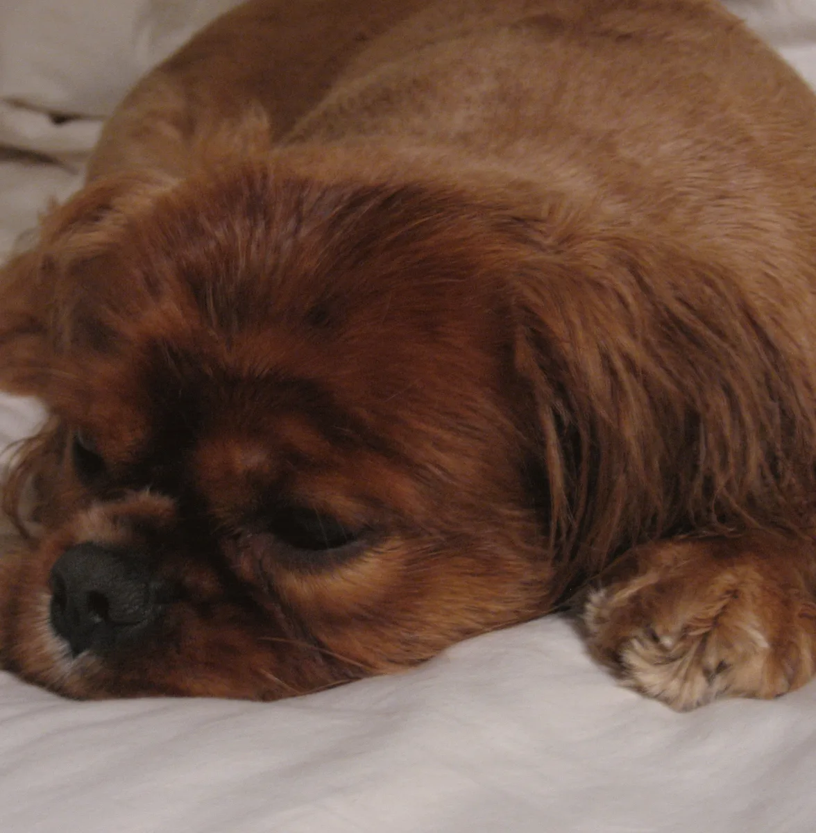 Pet Groom New York City in Home - Dog & Cat Grooming