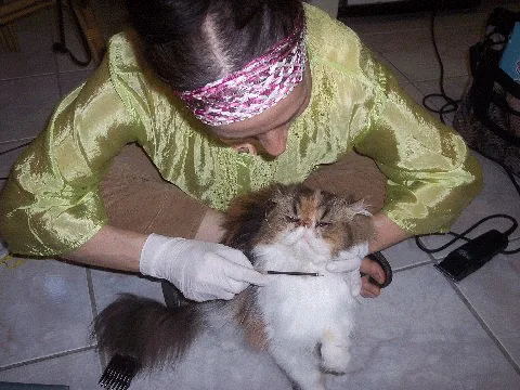 Pet Groom New York City in Home - Dog & Cat Grooming photo 10