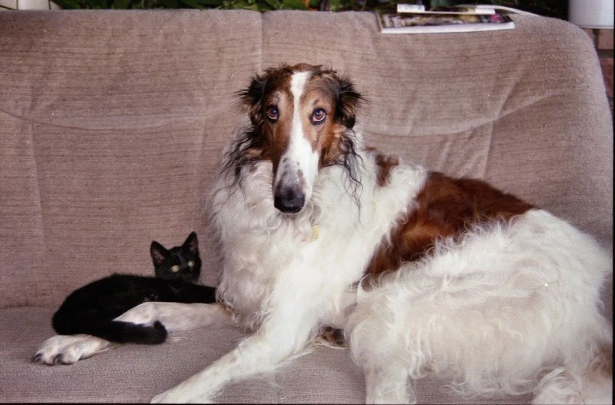 Pet Groom New York City in Home - Dog & Cat Grooming photo 3