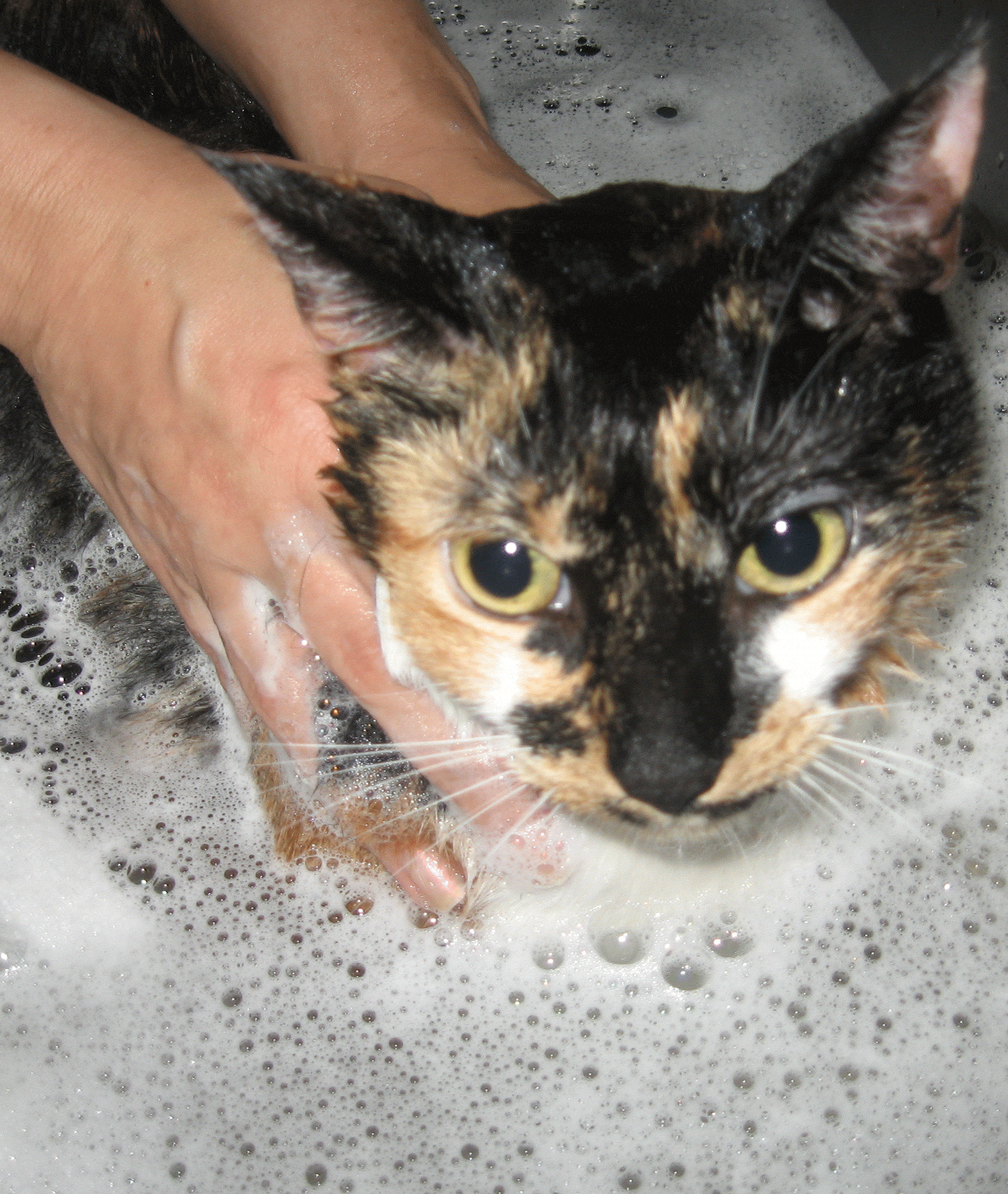 Pet Groom New York City in Home - Dog & Cat Grooming