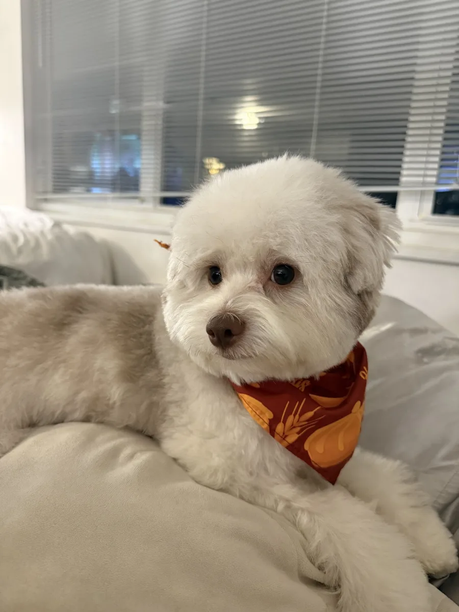 Le Pet Spa