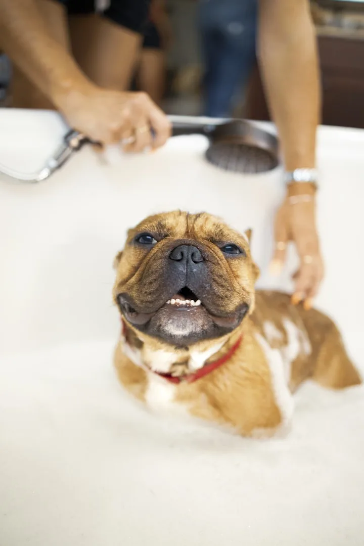 Grooming 4 Less photo 10