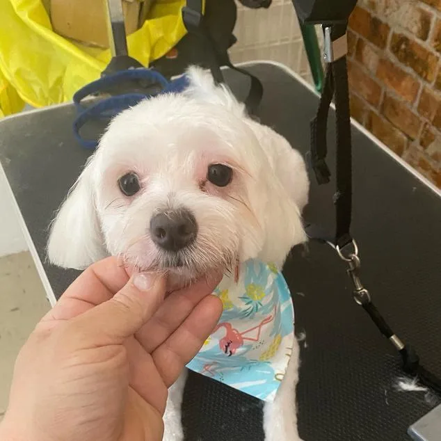 Grooming 4 Less photo 6