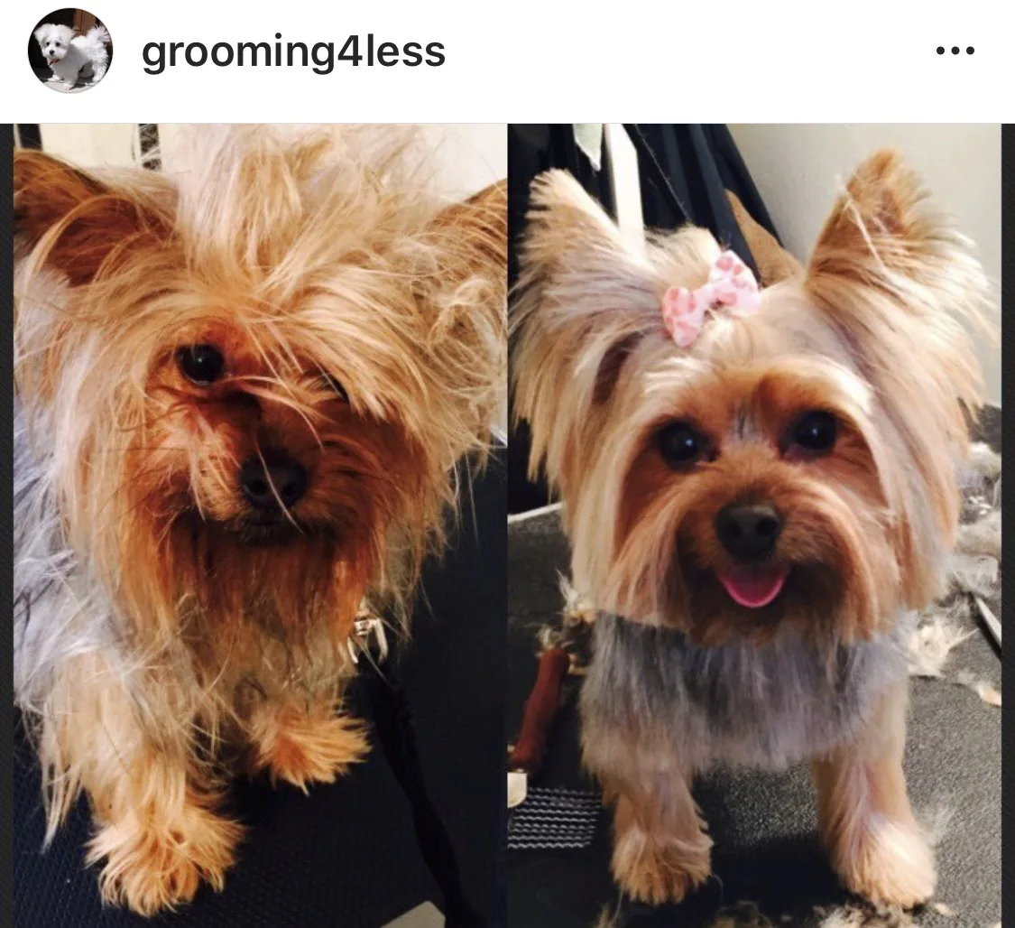 Grooming 4 Less photo 3