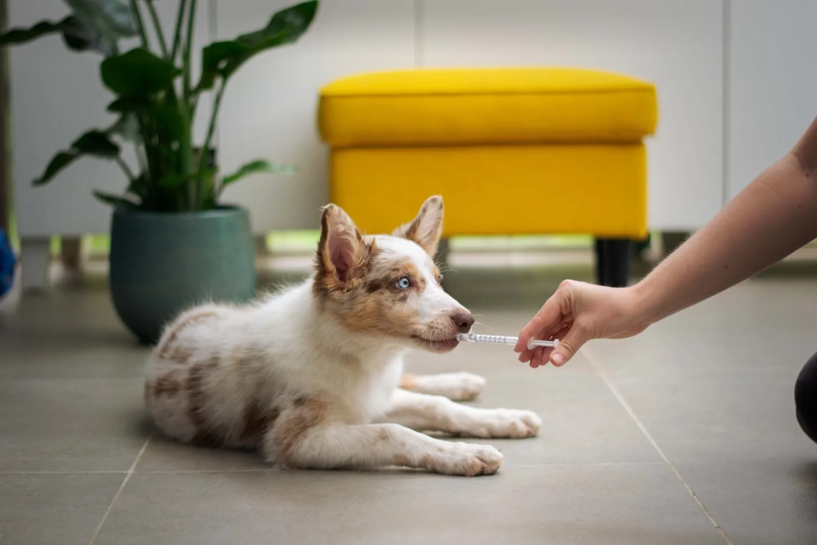 Grooming 4 Less